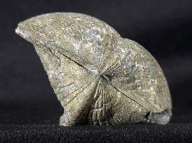 Sonstige - Brachiopoden - Paraspirifer bownockeri (STEWART 1927)